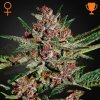 Green House Seed - Bubba Kush 10 ks - Semená neobsahujú THC