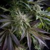 Pyramid Seeds Blue Pyramid semena neobsahuji THC 50 ks