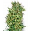 White Label Cali Orange Bud regular semena neobsahují THC 10 ks