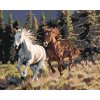 ZUTY Maľovanie podľa čísel - BEŽIACE KONE A HORY Rámovanie: vypnuté plátno na rám, Rozmer: 80x100 cm