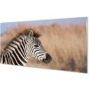 Nástenný panel zebra 100x50 cm
