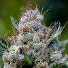 Anesia Seeds - Green Apple Juice Auto 5 ks - Semená neobsahujú THC