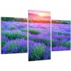 Obraz levanduľového pole (Obraz 90x60cm)