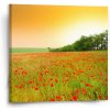 Sablio Obraz Pole vlčích makov - 50x50 cm
