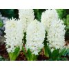 Hyacint White Pearl, kvetináč 7 cm
