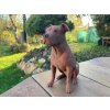 3D maketa - Staffordshire terrier Farba: Hnedá