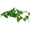 Lucky Reptile Jungle Vine - Philo Vine ca. 200 cm