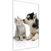 Vertikálny foto obraz akrylový na stenu Pes a mačka 50x100 cm