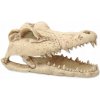 Repti Planet Krokodília lebka 13,8 cm