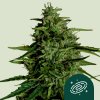 Royal Queen Seeds Cannabis Seeds Milky Way F1 Auto 3 ks