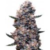 Super Strains - Do-Si-Dos Auto 10 ks - Semená neobsahujú THC.