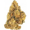 Gorilla Sherbet - Tatra seeds Balenie: 10+3ks