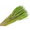 Sušené klasy pšeničné 120g - svetlozelené