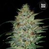 Bulk Seed Bank - Sensible Star 500 ks - semená neobsahujú THC