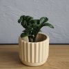 Zamioculcas Zenzi baby