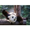 DIMEX | Vliesové fototapety na stenu Panda MS-5-0623 | 375 x 250 cm | zelená, biela, čierna + Vliesová fototapeta na stenu DIMEX Panda MS50623 v rozmere 375 x 250 cm