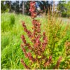 Štiav kyslý - Rumex acetosa - semená štiavu - 25 ks