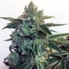 Cream Of The Crop - Sticky Zkittlez Glue 5 ks - Semená neobsahujú THC