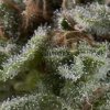 Pyramid Seeds Auto Lennon semena neobsahuji THC 50 ks
