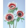 ANEMONE k rezu, MONA LISA® RED BICOLOR, 1000 semien