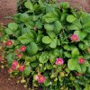 Jahoda stáleplodiaca Toscana F1 - Fragaria ananassa - semená - 10 ks