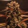Doctor's Choice Purple Ryder neobsahuje THC 10 semen