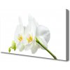 Obraz Canvas Plátky kvet bíla orchidea 100x50 cm