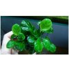 Vyrobca Anubias barteri ´Coin Leaf´