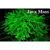 Akvazahrada Java moss (Taxiphyllum barbieri ) Rastliny: /Porcia v kelímku 6cm /