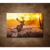 Obraz - Jeleň 90x60cm