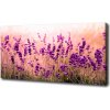 Foto-obraz canvas do obývačky Levanduľa 100x50 cm