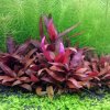 Alternanthera sessilis rubra (Košíčková Ø 5,5 cm)