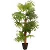 Vějířová palma, 130 cm