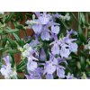 Rozmarín lekársky Blue CascadePBR - Rosmarinus officinalis Blue Cascade PBR