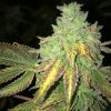 T.H. Seeds Shiloh Z semena neobsahuji THC 5 ks