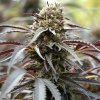 Humboldt Seed Organization - White Runtz Fast 10 ks - Semená neobsahujú THC.