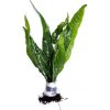 Microsorum pteropus - zväzok