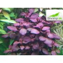 Ludwigia sp. Super Red