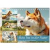 Akita Inu in der Natur. Japans edle und sanfte Schönheit (Tischkalender 2026 DIN A5 quer), CALVENDO Monatskalender