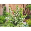 Vajgela Bristol Snowflake 20-40cm - Weigela kont. 3 l