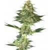 Sensi Seeds Cannabis Seeds Banana Kush Feminized by White Label, 3-10 ks 5 ks