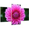 Obraz ružového kvetu (Obraz 90x60cm)