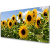Sklenený obklad Do kuchyne Slnečnica kvet rastlina 100x50 cm