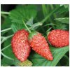 Jahoda lesná Tubby Red - Fragaria vesca - semienka - 15 ks