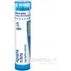 Agraphis Nutans gra.1 x 4 g 9CH