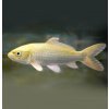 Koi kapor Yamabuki Ogon 14-16 cm - Cyprinus carpio