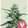 Royal Queen Seeds Feminizované semená kanabisu Grandaddy Purple 3 ks