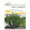 Saflax Trpasličia datľová palma - 1 bal.