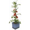 Gusta Garden TOM TOMATO Štandardný samozavlažovací kvetináč, modrý GG-104610