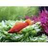 Aquascaperi Mečúň mexický var. červená - Xiphophorus Hellerii red